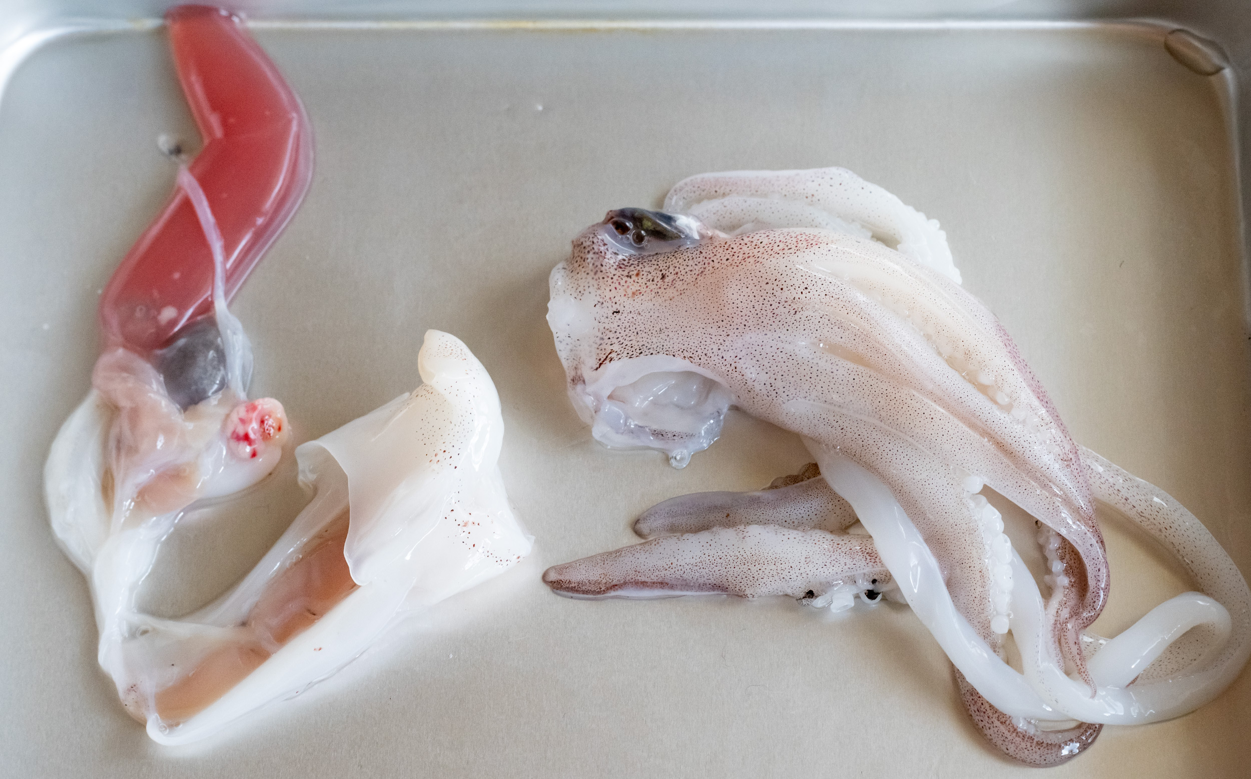 おでんのイカの調理方法：ワタとゲソを切り分ける