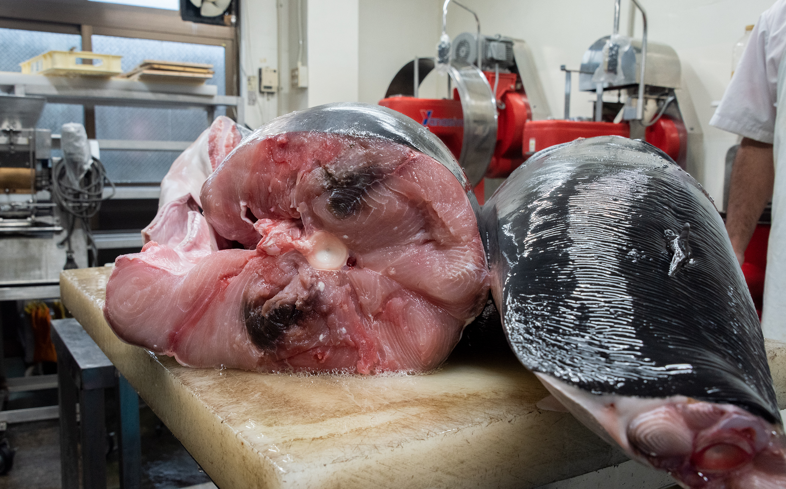 魚のすじの製造工程：気仙沼から送られてきたアオザメ