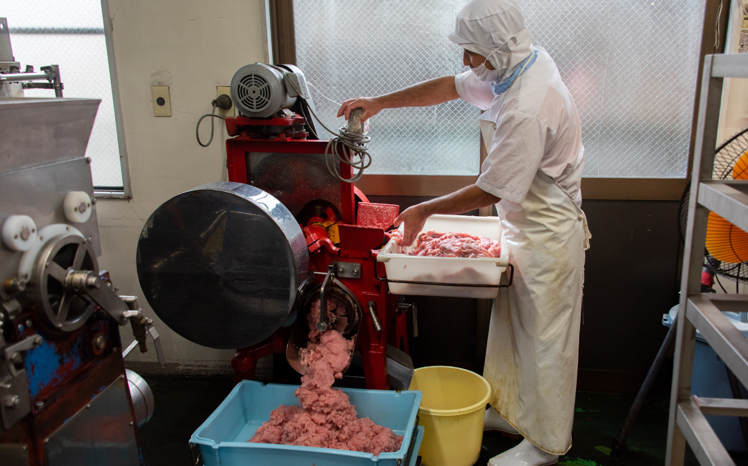 魚のすじの製造工程：ガチャンによる採肉作業
