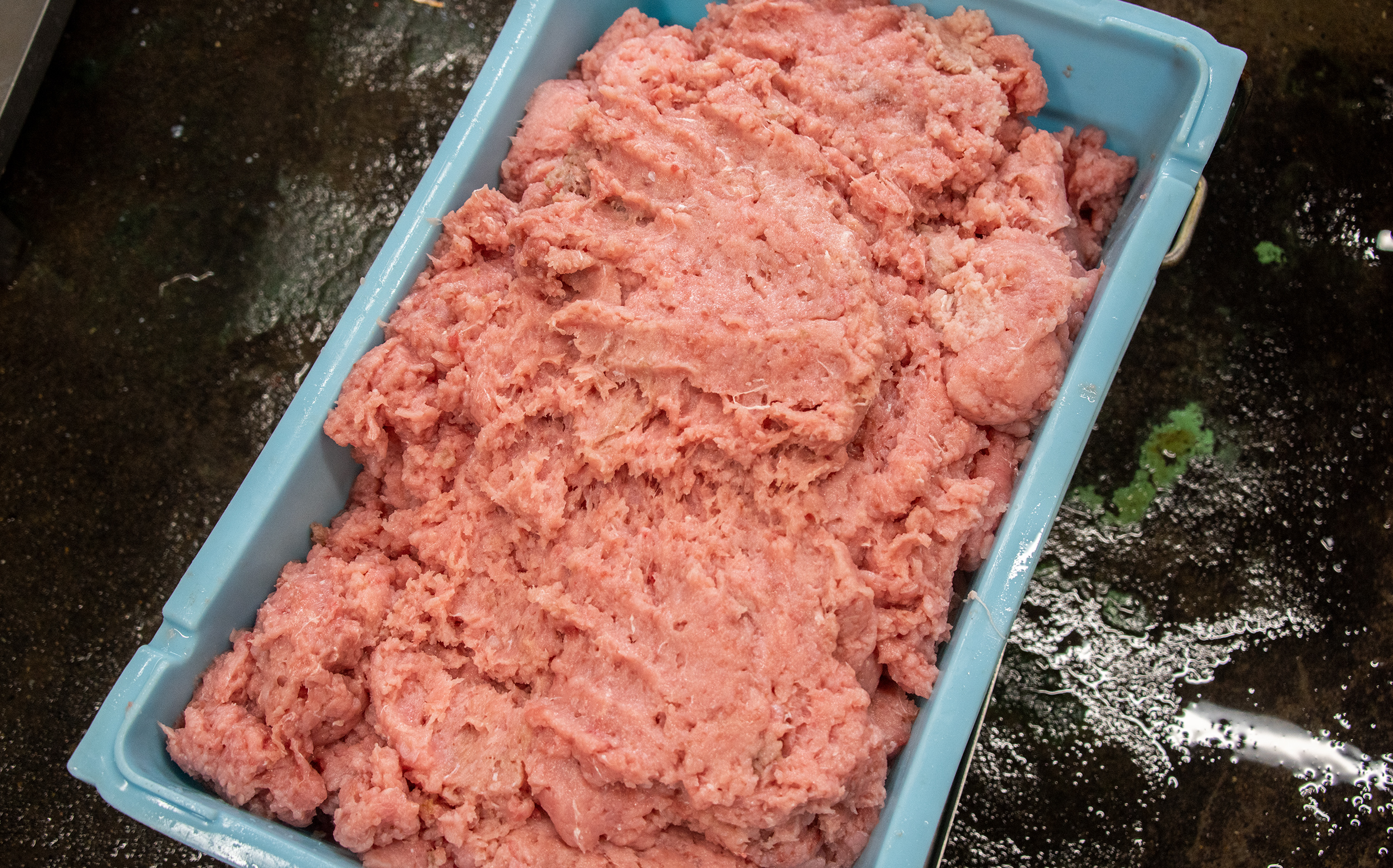 魚のすじの製造工程：不要部分が取り除かれたアオザメの肉